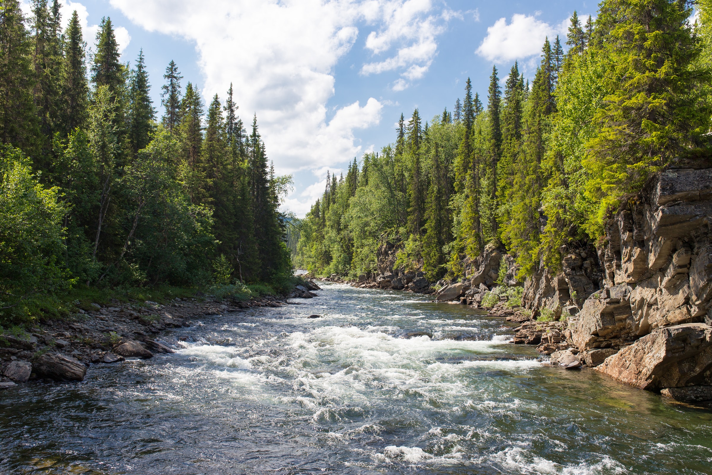 A busy river runs through pine trees